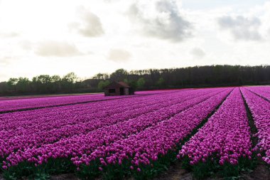 Pembe lale çiçek bulutlu gökyüzü altında alan doğal görünümünü