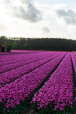 Pembe lale çiçek bulutlu gökyüzü altında alan doğal görünümünü