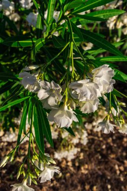 İnanılmaz renkli çiçek açan çiçekler yakın çekim 