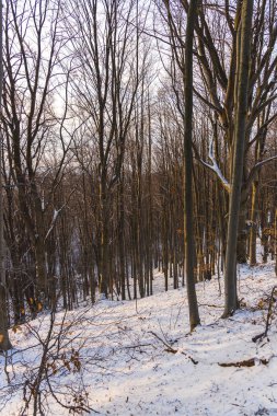 Karla kaplı çıplak ağaçlar ve dalları kış orman