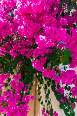 yemyeşil pembe çiçek açan çiçekler atış kapatmak