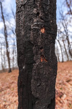 Orman çayır üzerinde şaşırtıcı doğa görünümü