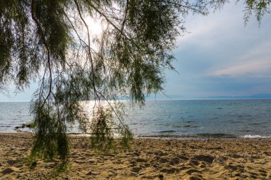 büyüyen ağaçlar ve okyanus suyu ile kumlu plaj 
