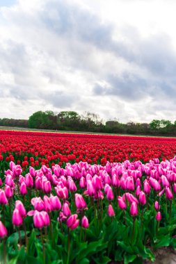 İnanılmaz renkli çiçek açan çiçekler alan yakın çekim