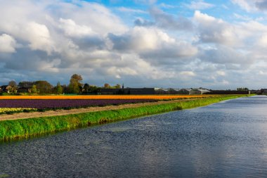 Çiçeklerle göl ve tarla