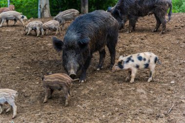 Komik küçük domuzu orman çayır üzerinde