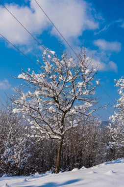 Karla kaplı çıplak ağaçlar ve dalları kış orman