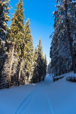 Çam ağaçları ve bulutlu gökyüzü arka plan şaşırtıcı doğa manzaralı