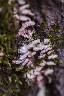 Küf arka plan açık havada seçici odak