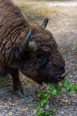 Orman çayır arka planda büyük Bizon