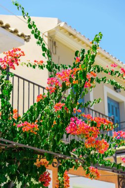 pembe çiçek açan ağaç ev balkon tarafından