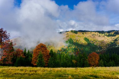 Ağaçlar ve bulutlu gökyüzü arka plan şaşırtıcı doğa manzaralı