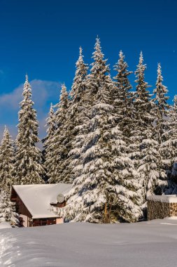 Çam ağaçları ve bulutlu gökyüzü arka plan şaşırtıcı doğa manzaralı