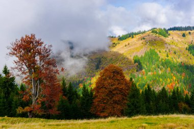 Ağaçlar ve bulutlu gökyüzü arka plan şaşırtıcı doğa manzaralı