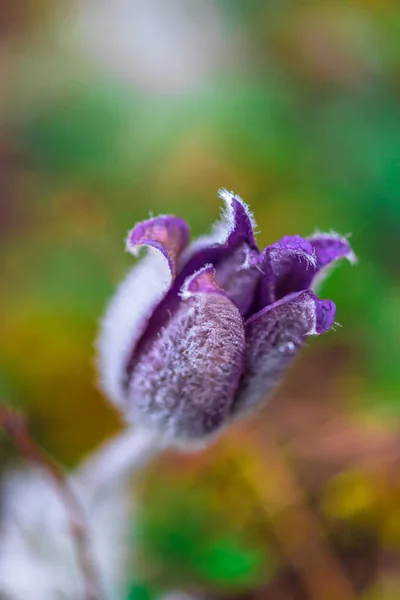 Närbild Fantastiska Färgglada Blommande Blomma — Stockfoto