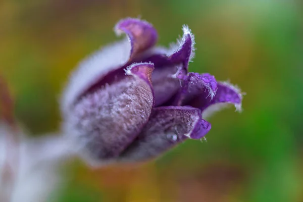 Närbild Fantastiska Färgglada Blommande Blomma — Stockfoto