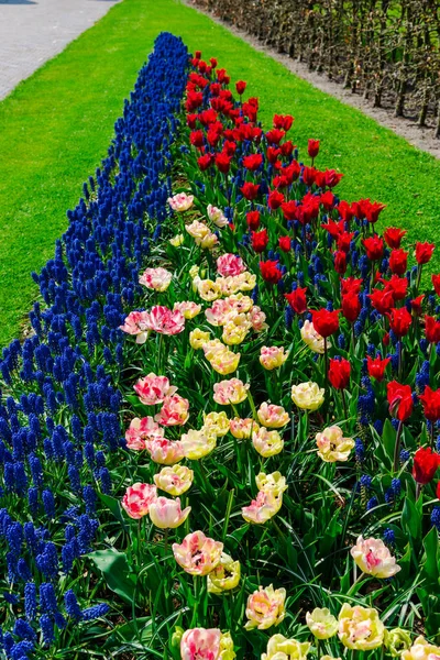 Nahaufnahme Von Erstaunlichen Bunten Blühenden Blumen — Stockfoto