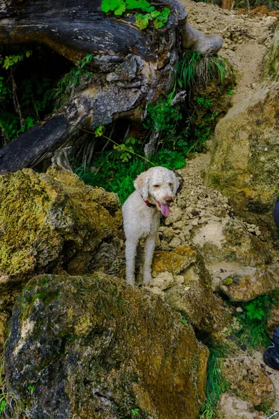 dog enjoying Waterfall in carpathian mountains, Romania