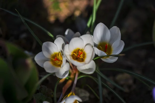 Nahaufnahme Von Erstaunlich Zarten Blühenden Blumen — Stockfoto