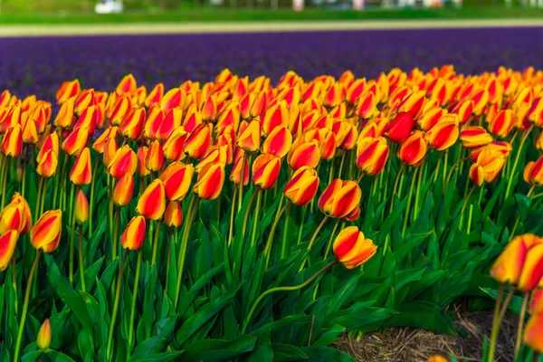 Nahaufnahme Von Erstaunlichen Bunten Blühenden Blumen Feld — Stockfoto