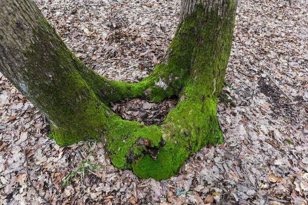 Vecchio Albero Coperto Muschio Verde Sul Prato Della Foresta Autunnale — Foto Stock