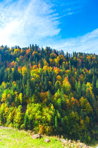 Erstaunliche Natur Mit Bunten Bäumen Ringsum — Stockfoto