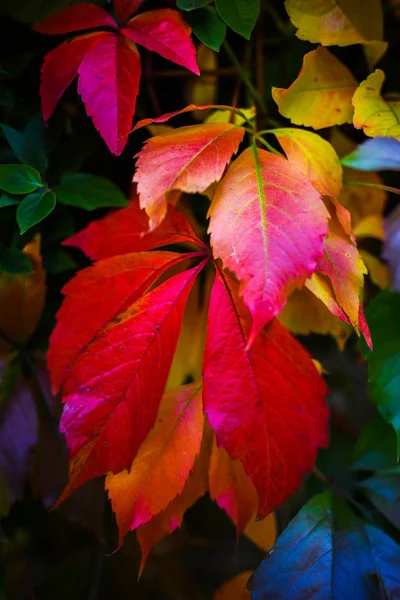 Rode Herfst Bladeren Selectieve Focus — Stockfoto