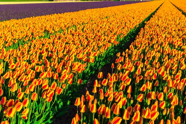 Nanılmaz Renkli Çiçek Açan Çiçekler Alan Yakın Çekim — Stok fotoğraf