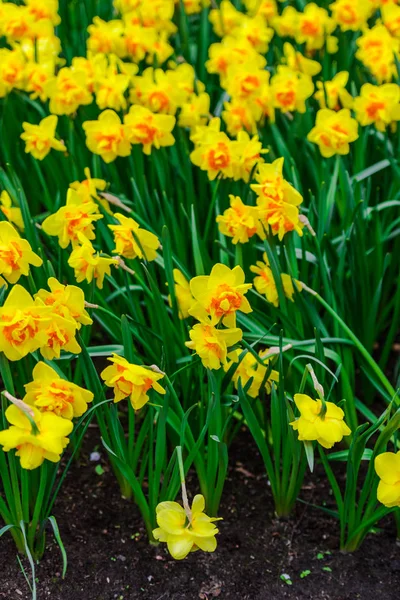 Nahaufnahme Von Erstaunlichen Bunten Blühenden Blumen — Stockfoto