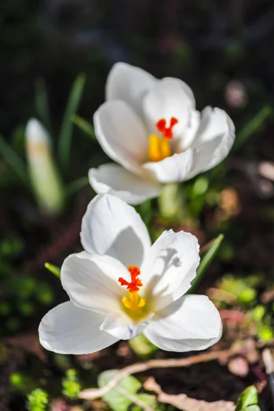 Närbild Fantastiska Anbud Blommande Blommor — Stockfoto