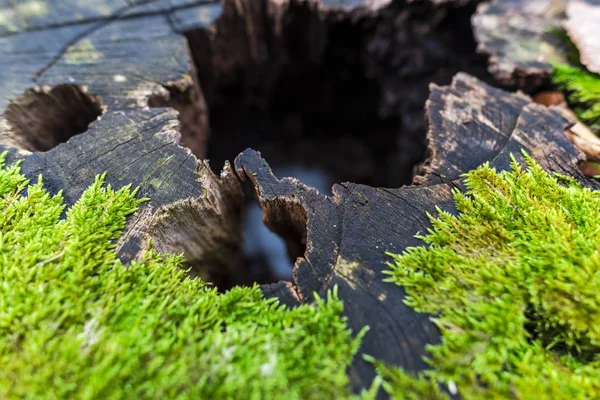 Árvore Velha Coberta Com Musgo Verde Prado Floresta Outono — Fotografia de Stock