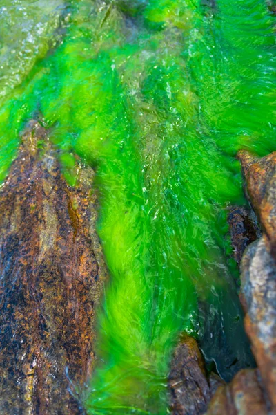 绿苔河 — 图库照片