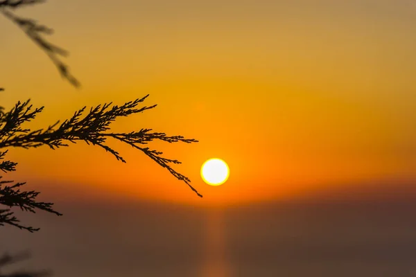 Úžasný Západ Slunce Tenkými Větvemi Nadýchané — Stock fotografie