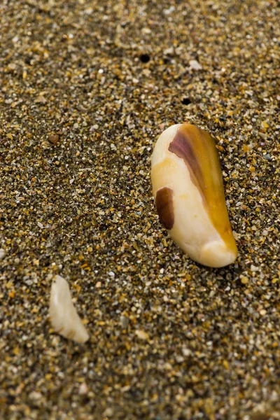 Muszle Plaży Morzu Północnym — Zdjęcie stockowe