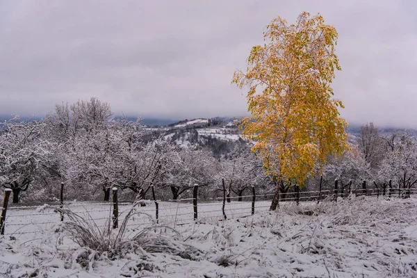 Fantastisk Natur Visa Snöiga Träd Och Molnig Himmel Bakgrund — Stockfoto