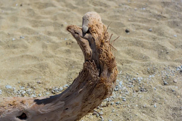 Drewno Piaszczystej Plaży — Zdjęcie stockowe