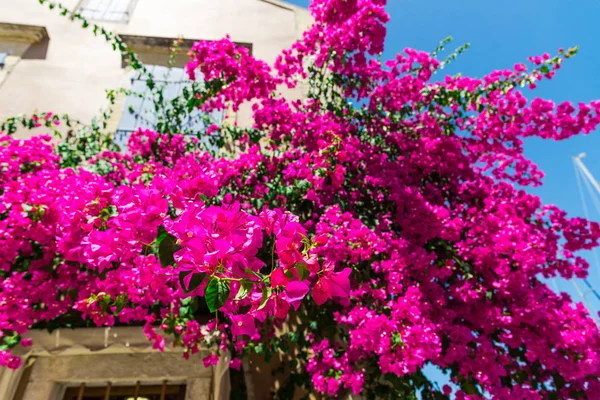 Árvore Florescendo Rosa Pela Casa Luz Solar Brilhante — Fotografia de Stock