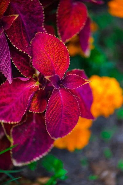 Nahaufnahme Von Erstaunlichen Bunten Blühenden Blumen — Stockfoto