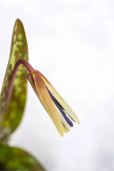 Zblízka Úžasné Barevné Kvetoucí Květiny — Stock fotografie