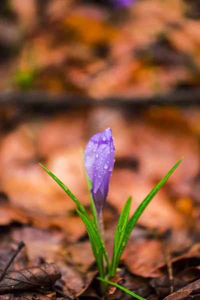 Wilde Frühlingsblume Die Frühjahr Auf Dem Waldboden Wächst — Stockfoto