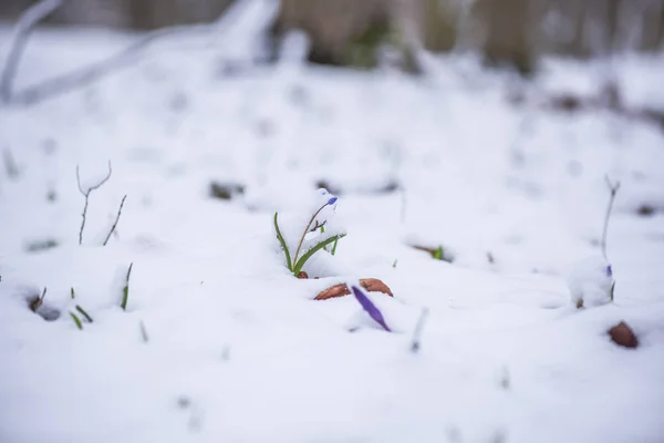 Wildkrokusblüte Wächst Frühjahr Schneebedeckten Waldboden — Stockfoto