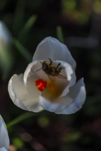 Nahaufnahme Von Erstaunlichen Bunten Blühenden Blume Mit Biene Inneren — Stockfoto