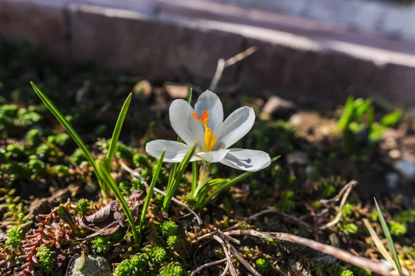 Nahaufnahme Von Erstaunlichen Bunten Blühenden Blume — Stockfoto