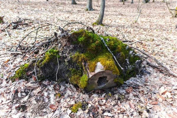 Starý Strom Pokrytý Zeleným Mechem Podzimní Lesní Louce — Stock fotografie
