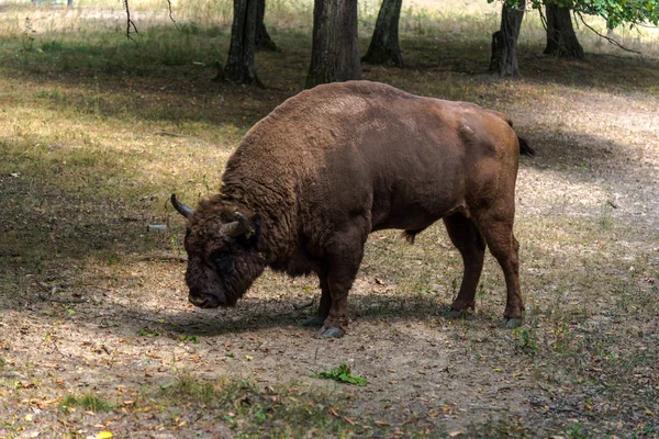 Énorme Bison Arrière Plan Prairie Forestière — Photo