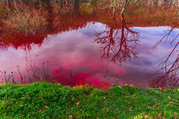 Vista Impressionante Natureza Com Laranja Colorido Rio Árvores Verdes Redor — Fotografia de Stock