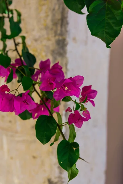 Yemyeşil Pembe Çiçek Açan Çiçekler Atış Kapatmak — Stok fotoğraf