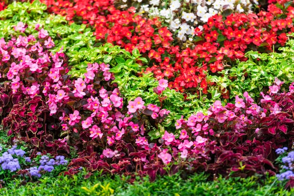 Close Amazing Colorful Blooming Flowers — Stock Photo, Image