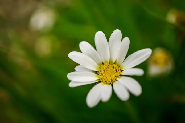 Gros Plan Fleurs Florissantes Colorées Étonnantes — Photo