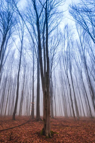 Árvores Nuas Galhos Floresta Outonal — Fotografia de Stock